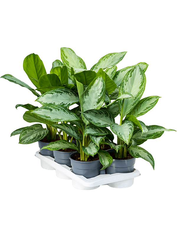Aglaonema Silver Bay D 17 H 55 cm - PlantenShop24 - 16-05-2025