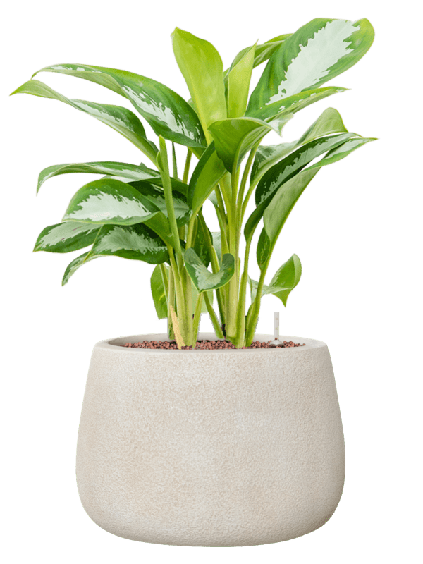 Aglaonema Silver Moon In Antwerp D 18 H 59 cm - PlantenShop24 - 01-07-2025