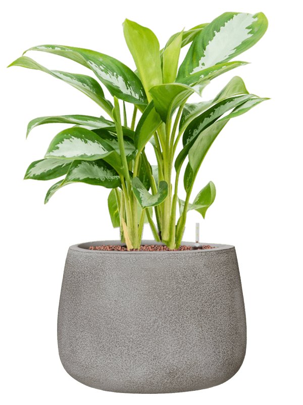 Aglaonema Silver Moon In Antwerp D 18 H 60 cm - PlantenShop24 - 13-05-2025