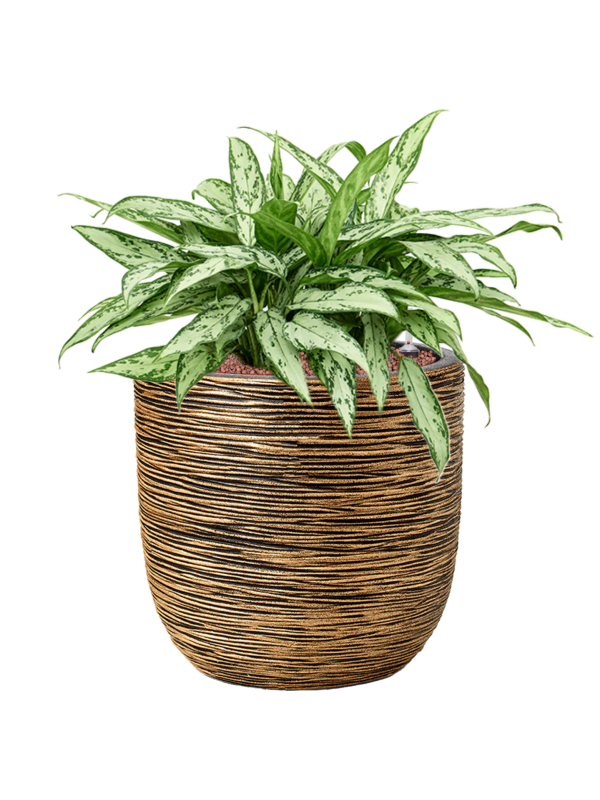 Aglaonema Silver Queen In Capi Nature Rib NL D 25 H 56 cm - PlantenShop24 - 01-05-2025