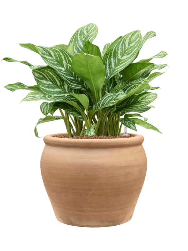 Aglaonema Stripes In Terra Antica D 28 H 71 cm - PlantenShop24 - 09-04-2025