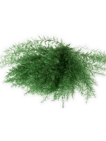 Air Fern L 15 cm - PlantenShop24 - 30-09-2024