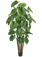 Alocasia Calidora D 20 H 210 cm - PlantenShop24 - 19-03-2025