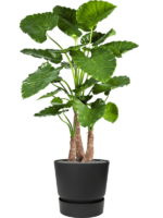Alocasia Calidora In Greenville D 47 H 161 cm - PlantenShop24 - 23-10-2024