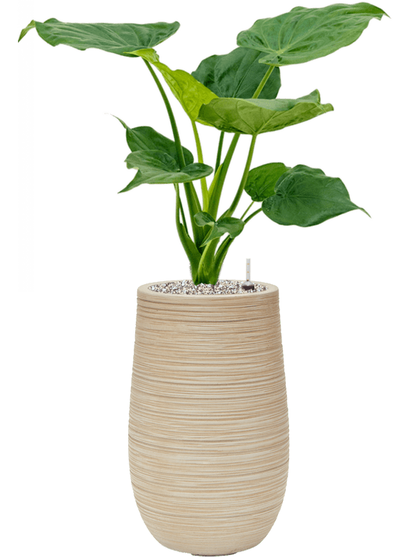 Alocasia Cucullata In Baq Dune D 19 H 80 cm - PlantenShop24 - 18-04-2025