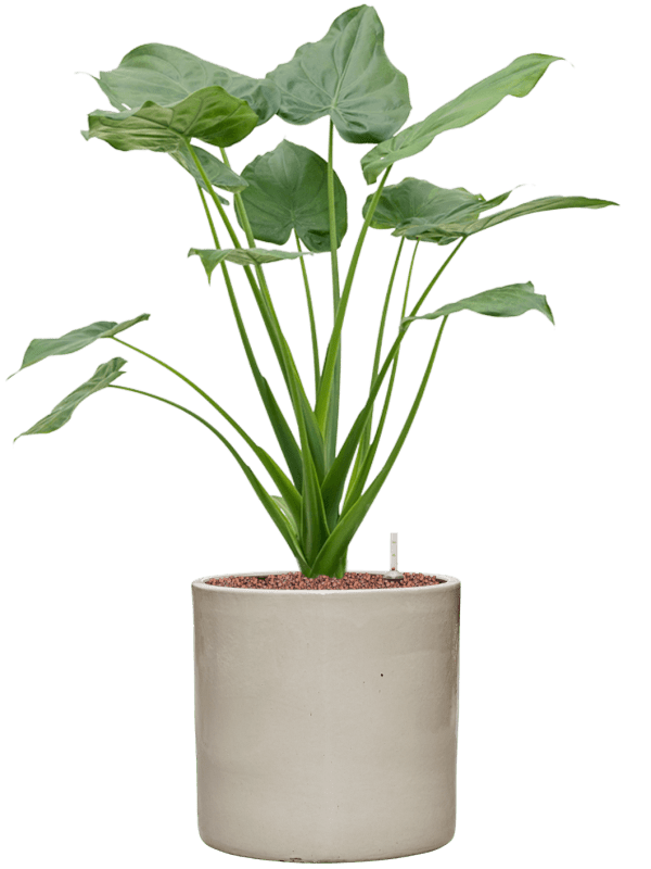 Alocasia Cucullata In Cylinder D 22 H 87 cm - PlantenShop24 - 03-07-2025