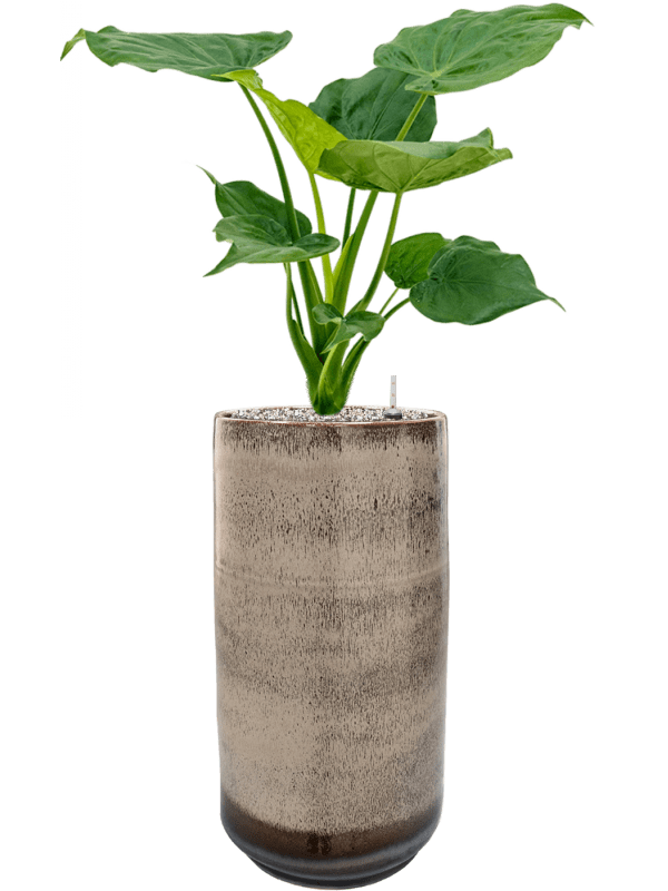 Alocasia Cucullata In Noaz D 19 H 89 cm - PlantenShop24 - 18-04-2025