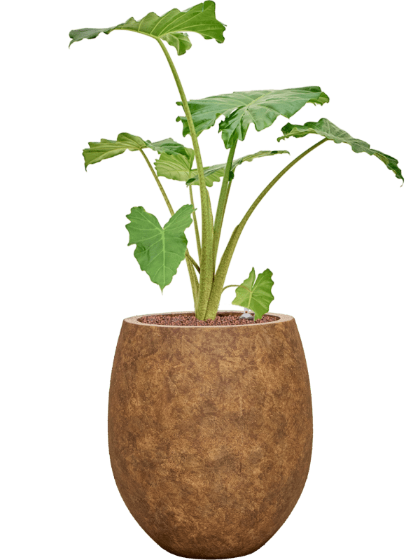 Alocasia Portodora In Mineral D 25 H 96 cm - PlantenShop24 - 12-05-2025