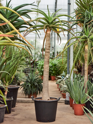 Aloe Bainesii Barberae D 28 H 150 cm - PlantenShop24 - 30-10-2024