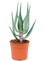 Aloe Comosa D 16 H 50 cm - PlantenShop24 - 17-10-2023