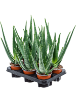 Aloe Vera Barbadensis D 12 H 35 cm - PlantenShop24 - 03-01-2025