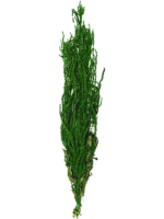 Amaranthus L 50 cm - PlantenShop24 - 29-11-2024