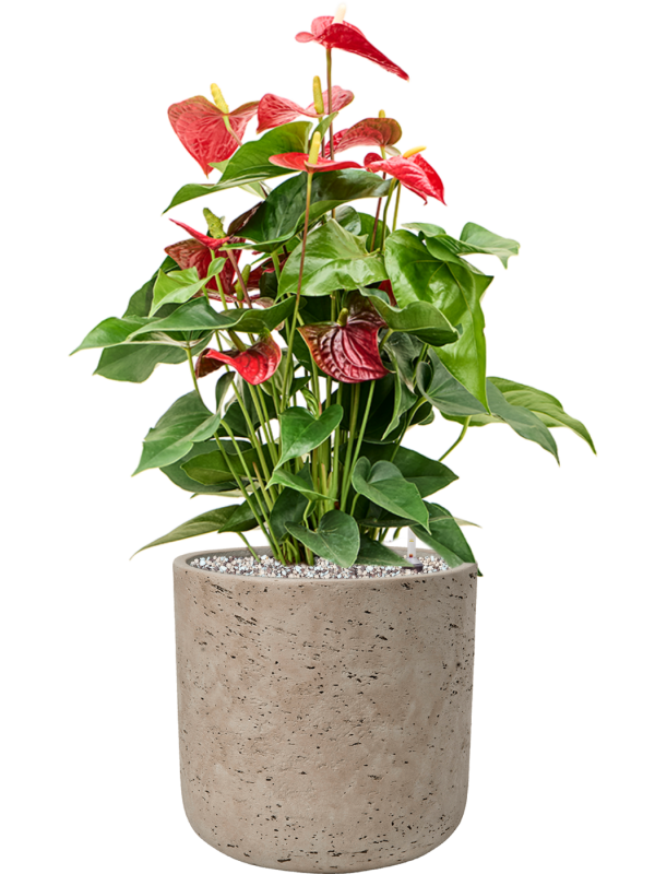 Anthurium Andraeanum Sierra In Rough D 21 H 65 cm - PlantenShop24 - 17-04-2025