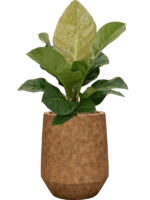 Anthurium Jenmanii In Mineral D 22 H 73 cm - PlantenShop24 - 16-12-2024