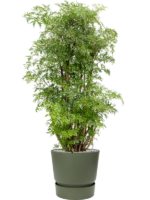 Aralia Polyscias Ming In Greenville D 24 H 103 cm - PlantenShop24 - 28-04-2025