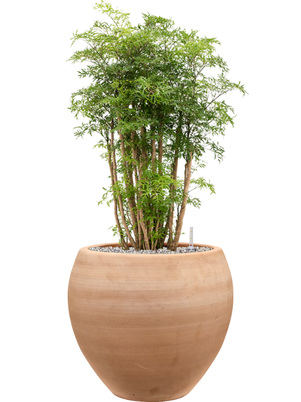 Aralia Polyscias Ming In Terra Moderna D 27 H 100 cm - PlantenShop24 - 14-06-2025