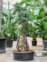 Araucaria Bidwillii D 88 H 175 cm - PlantenShop24 - 07-05-2025