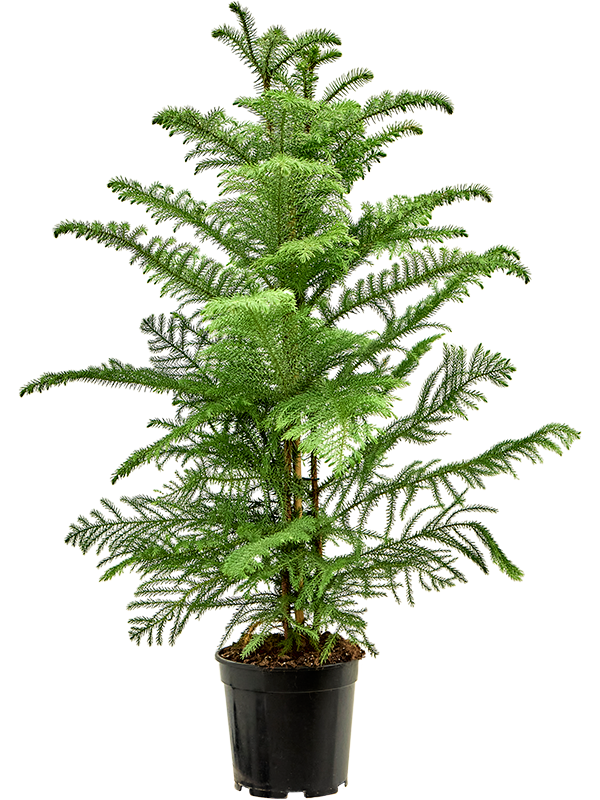 Araucaria Heterophylla D 21 H 100 cm - PlantenShop24 - 14-04-2025