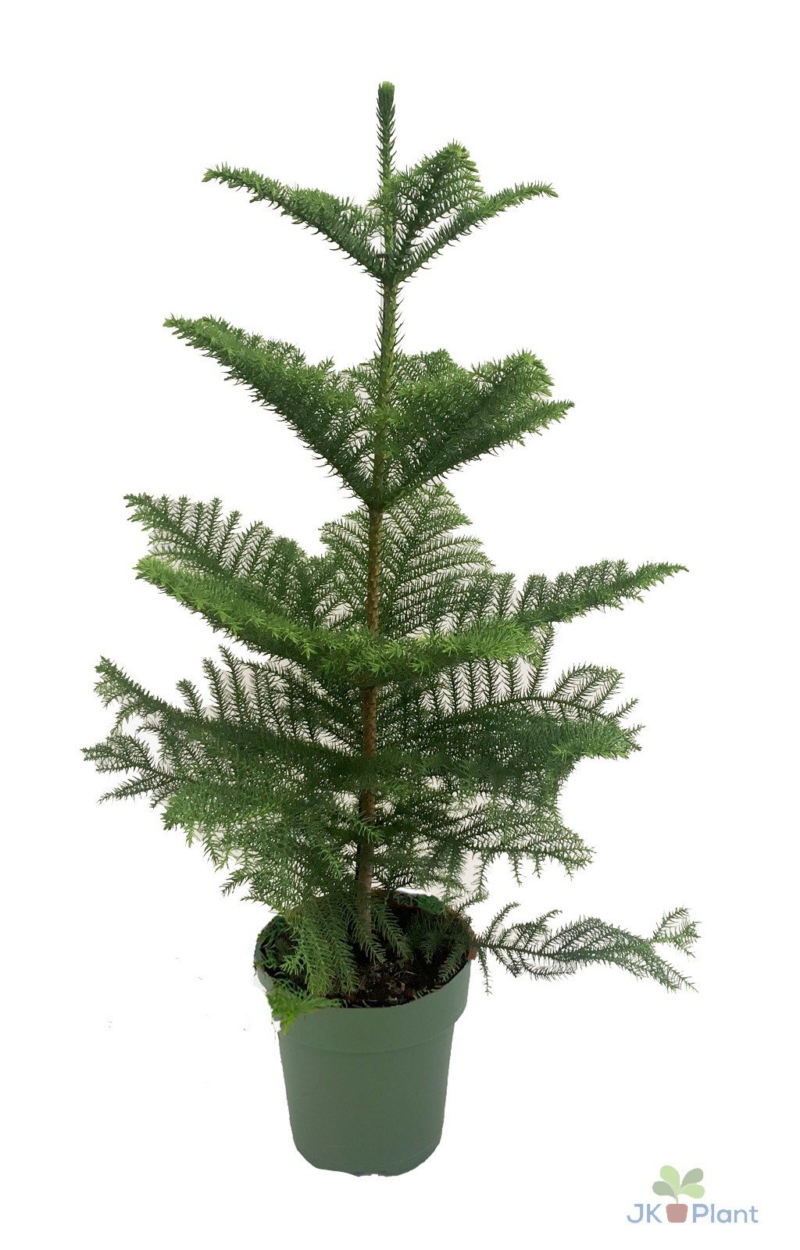 Araucaria Heterophylla D 21 H 100 cm - PlantenShop24 - 12-03-2025