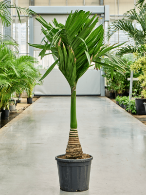 Areca Catechu Dwarf D 33 H 160 cm - PlantenShop24 - 09-04-2025
