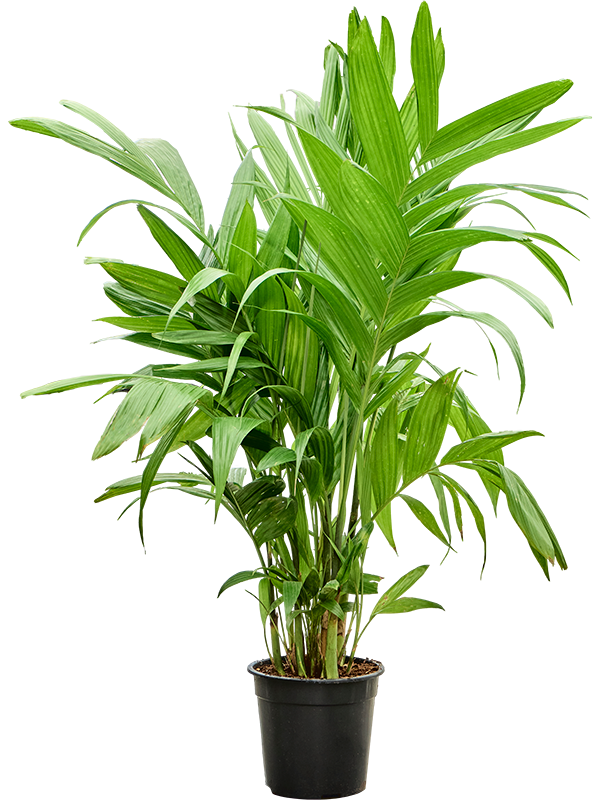 Areca Triandra D 27 H 160 cm - PlantenShop24 - 21-05-2025