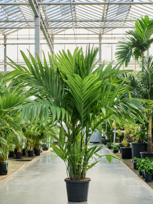 Areca Triandra D 40 H 240 cm - PlantenShop24 - 17-04-2025