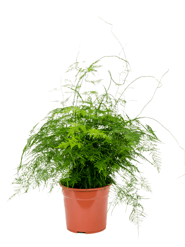 Asparagus Setaceus Plumosus D 27 H 75 cm - PlantenShop24 - 06-05-2025