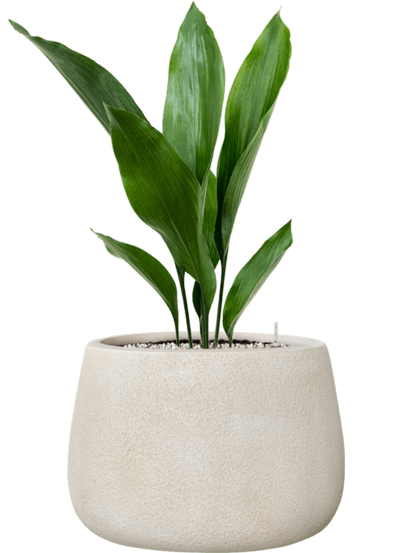 Aspidistra Elatior In Antwerp D 13 H 60 cm - PlantenShop24 - 01-07-2025