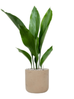 Aspidistra Elatior In Rough D 13 H 52 cm - PlantenShop24 - 17-12-2024