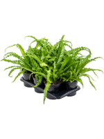 Asplenium Antiquum Osaka D 17 H 40 cm - PlantenShop24 - 02-12-2024