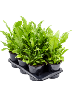 Asplenium Nidus Campio D 17 H 45 cm - PlantenShop24 - 02-12-2024