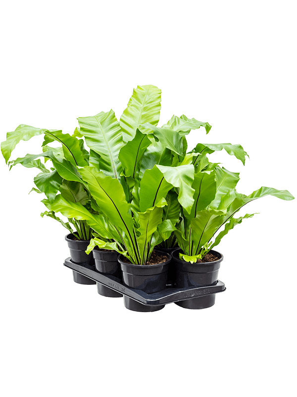 Asplenium Nidus D 17 H 35 cm - PlantenShop24 - 23-05-2025