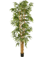 Bamboo New Giant D 20 H 240 cm - PlantenShop24 - 11-07-2024
