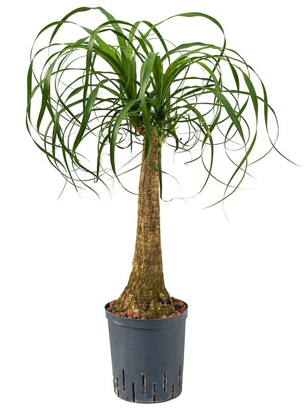 Beaucarnea Recurvata D 18 H 70 cm - PlantenShop24 - 07-05-2025