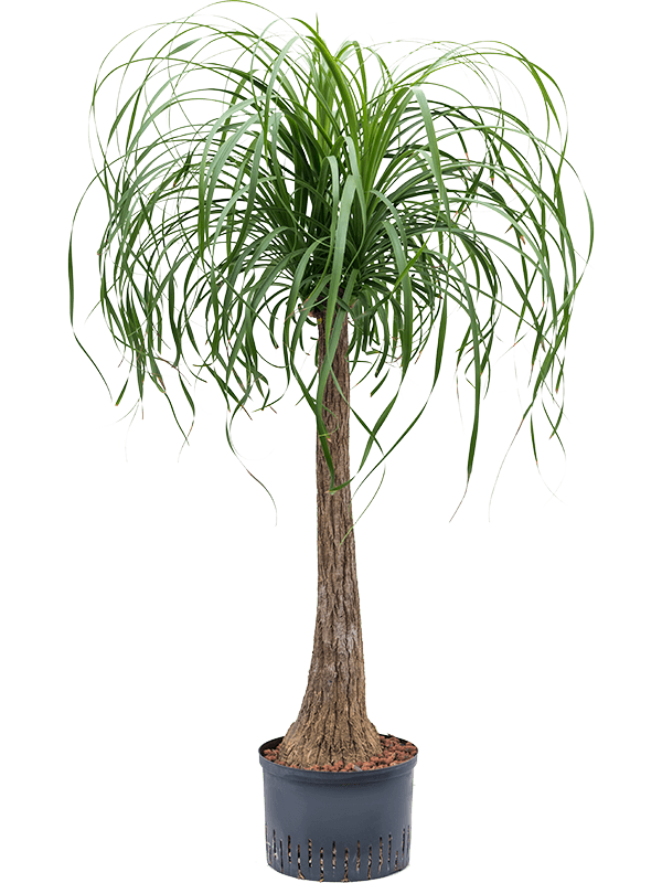 Beaucarnea Recurvata D 25 H 130 cm - PlantenShop24 - 01-05-2025