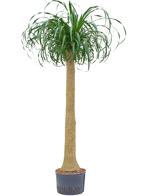 Beaucarnea Recurvata D 28 H 170 cm - PlantenShop24 - 01-05-2025