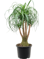 Beaucarnea Recurvata D 32 H 100 cm - PlantenShop24 - 08-05-2025