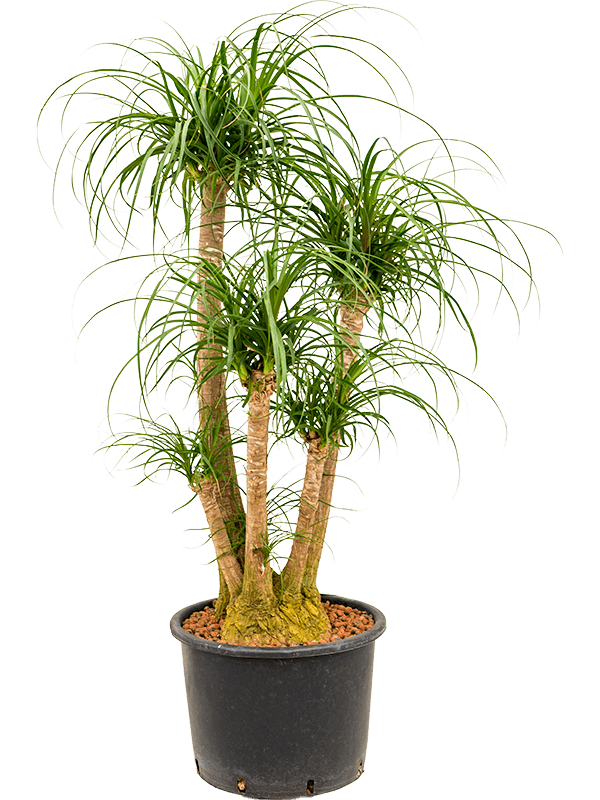 Beaucarnea Recurvata D 32 H 130 cm - PlantenShop24 - 06-05-2025