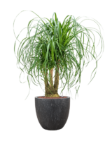 Beaucarnea Recurvata In Baq Raindrop D 25 H 114 cm - PlantenShop24 - 23-10-2024