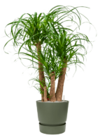 Beaucarnea Recurvata In Greenville D 32 H 133 cm - PlantenShop24 - 10-04-2025