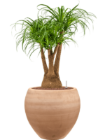 Beaucarnea Recurvata In Terra Moderna D 25 H 104 cm - PlantenShop24 - 14-06-2025