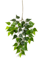 Birch H 65 cm - PlantenShop24 - 10-07-2024