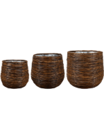 Bob D 41 H 35 cm - PlantenShop24 - 23-04-2025