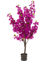 Bougainvillea D 75 H 145 cm - PlantenShop24 - 18-03-2025