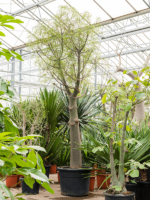 Brachychiton Rupestris D 65 H 325 cm - PlantenShop24 - 13-03-2025