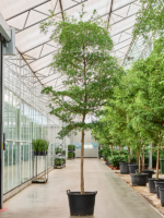Bucida Buceras Shady Lady D 80 H 475 cm - PlantenShop24 - 22-04-2025