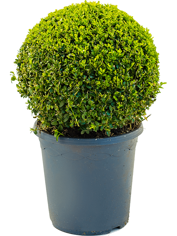 Buxus Sempervirens D 26 H 50 cm - PlantenShop24 - 05-03-2025
