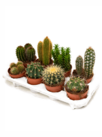 Cactus Verrassing D 12 H 25 cm - PlantenShop24 - 17-10-2023