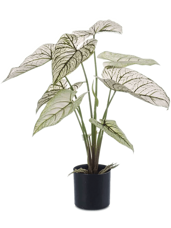 Caladium D 65 H 60 cm - PlantenShop24 - 06-05-2025