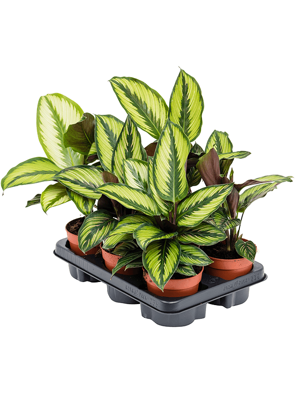Calathea Beauty Star D 12 H 35 cm - PlantenShop24 - 17-03-2025